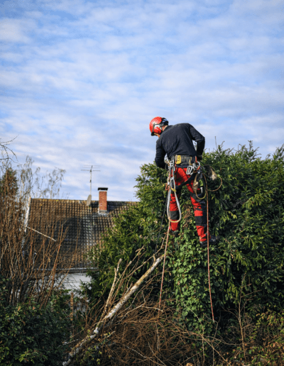 Torsten Acht beim Abschliessen seiner Arbeit dem entfernen einer grossen Birke