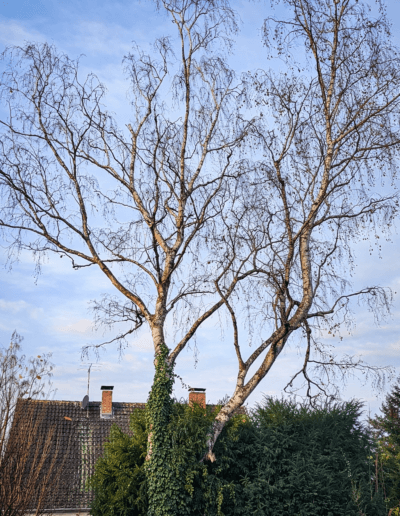 Birken bevor dem Baumschnitt im Privatgarten