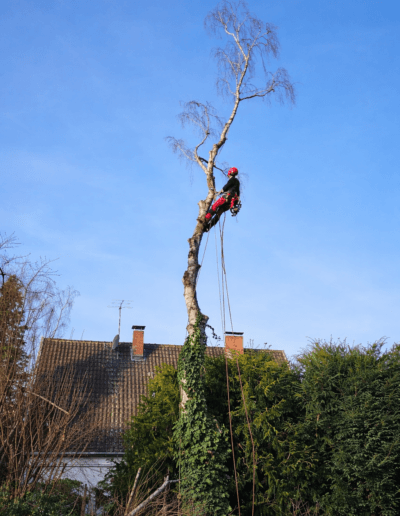Torsten Acht beim Baumrueckschnitt einer grossen Birke im Privatgarten